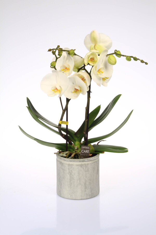 orchidee tablo sier