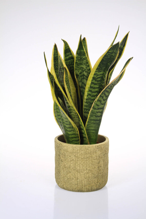 sanseveria sans sier